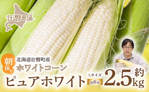 ＜2026年8月中旬よりお届け＞【朝採り】北海道壮瞥町産 ホワイトコーン「ピュアホワイト」Lサイズ以上6本（約2.5kg） SBTQ004
