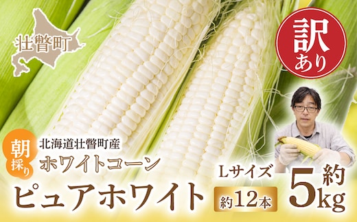 ＜2026年8月中旬頃よりお届け＞【訳あり】【朝採り】ピュアホワイト（ホワイトコーン）Lサイズ以上12本(約5kg) SBTQ016
