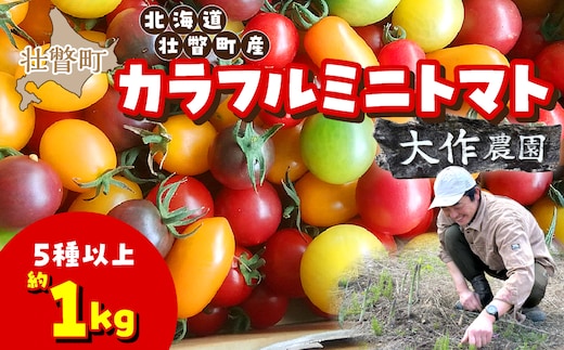 【先行予約】【2027年7月より発送】カラフルミニトマト約1kg(5種以上) 大作農園 北海道壮瞥町 SBTR011