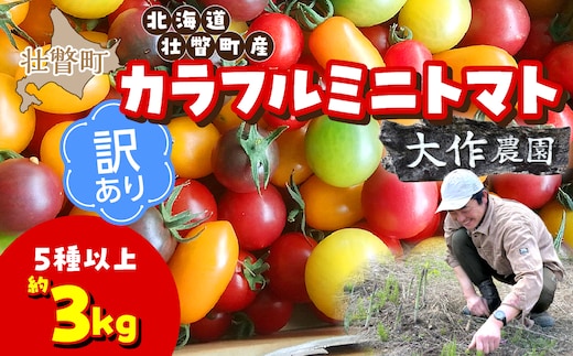 【先行予約】【2027年7月より発送】【訳あり】カラフルミニトマト約3kg(5種以上) 大作農園 北海道壮瞥町 SBTR014