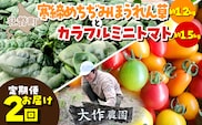 ＜2026年12月・2027年8月お届け＞大作農園　寒締めちぢみほうれん草約1.2kg・カラフルミニトマト約1.5kg　2回お届け定期便 SBTR006