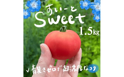 【2026年予約】極旨トマトクール便 北海道壮瞥町産 スイート1.5kg 中玉トマト SBTAJ017
