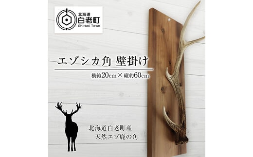 エゾシカ角 壁掛け（横約20cm×縦約60㎝）