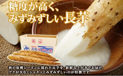 北海道 洞爺湖町産 秋掘り 長芋 約5kg 先行受付 2026年 11月中旬～下旬