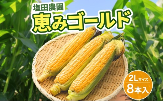 北海道産 とうもろこし 恵味 ゴールド 2L 8本 8月中旬～9月下旬頃お届け 朝採り 恵味 めぐみトウモロコシ スイート コーン 甘い 新鮮 先行受付 夏 野菜 産地直送 塩田農園 送料無料 北海道 洞爺湖町 
