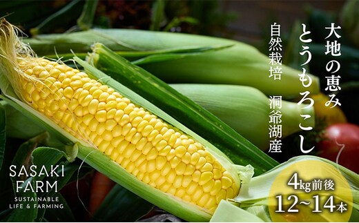北海道産 とうもろこし 4kg前後 12-14本 8月30日から9月25日まで順次出荷 先行予約 北海道 トウモロコシ とうきび 旬 完熟 朝もぎ 野菜 産地直送 お取り寄せ 佐々木ファーム 洞爺湖