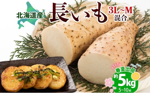 北海道産 長いも 春夏出荷 約5kg 2026年5月上旬～6月下旬頃お届け 長芋 ながいも とろろ 農作物 野菜 新鮮 根菜 山かけ 産地直送 お取り寄せ 送料無料 冷蔵 北海道 洞爺湖町