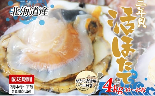北海道産 活ほたて 2年貝 約 4kg 30枚～45枚 2026年3月中旬～3月下旬頃お届け 殻付き 貝付き 帆立 ホタテ ほたて 貝 魚介 海産 海鮮 貝柱 噴火湾 刺身 焼き フライ 生産者支援 産地直送 送料無料 