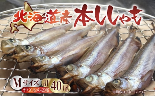 北海道産 阿部水産 ししゃも M 40尾セット 本ししゃも 雄 雌 オス メス 魚卵 卵 たまご タマゴ子持ち 北海道土産 季節限定 ほくほく 子魚 無添加 クール便 冷凍 送料無料 北海道 日高町