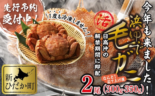 ＜2026年2月中旬から順次発送＞ 北海道産 かに 浜ゆで 毛がに 2尾 計 600g 以上 ＜ 予約商品 ＞ 毛蟹 毛ガニ 北海道 冷蔵 毛蟹 毛ガニ けがに かに 蟹 カニ かに味噌 カニ味噌 新鮮 旬 ボイル 浜茹で 海鮮 海産物 新鮮 旬 魚介 蟹味噌 みそ 新ひだか町