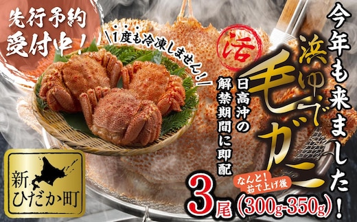 ＜2026年2月中旬から順次発送＞ 北海道産 かに 浜ゆで 毛がに 3尾 計 900g 以上 ＜予約商品 ＞ 毛蟹 毛ガニ 北海道 冷蔵 毛蟹 毛ガニ けがに かに 蟹 カニ かに味噌 カニ味噌 新鮮 旬 ボイル 浜茹で 海鮮 海産物 新鮮 旬 魚介 蟹味噌 みそ 新ひだか町