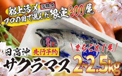 ＜2026年5月から順次発送＞ 北海道産 サクラマス 2～2.5kg まるごと 1尾 ＜予約商品＞ 