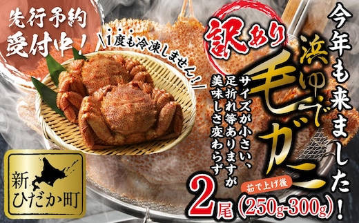 ＜2026年2月中旬から順次発送＞ 訳あり 北海道産 浜ゆで 毛ガニ 2尾 ( 1尾あたり 250g ～ 300g ) 毛蟹 毛がに かに味噌 カニ味噌 新鮮 旬 ボイル 浜茹で 海鮮 海産物 わけあり 訳アリ ＜予約商品＞ 
