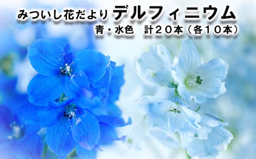 ＜ 2026年6月より発送 ＞ 生花 みついし花だより デルフィニウム 青 水色 計 20本 (各10本) スプレータイプ ＜ 予約受付 ＞