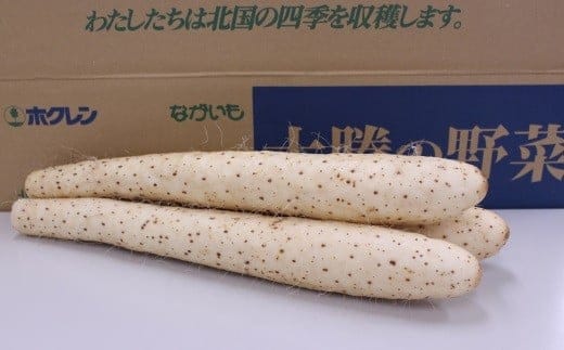 北海道十勝産ながいも 6本セット【A51】