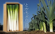 とかちポワロー（リーキ、ポロネギ）たけなかファーム【A50】《2025年11月上旬より順次発送》