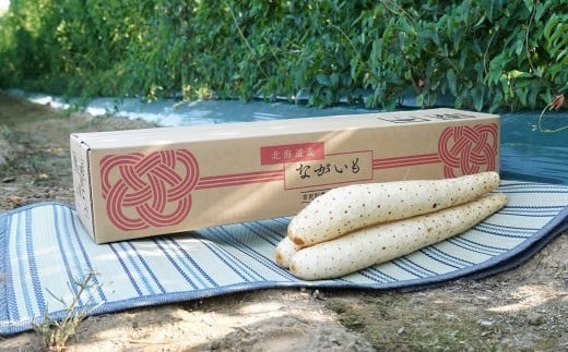 北海道十勝産ながいも 4本セット【B70】