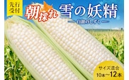 【2026年8月～発送開始！】北海道十勝清水町産 希少品種！ 白いとうもろこし 雪の妖精 サイズ混合 10～12本