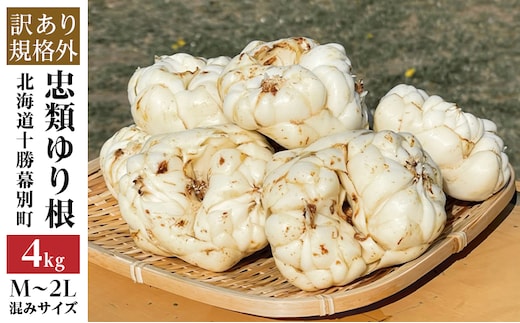 【規格外】十勝幕別 忠類ゆり根 4kg（M～2L）24～40玉［JA忠類］9月～3月発送限定【 北海道 幕別町 忠類 十勝 高級食材 お正月 料理 訳あり 】 野菜 ゆりね 北海道産 ワケあり