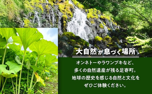ラワンぶき水煮缶 500g×3缶《足寄町》【NPO法人あしょろ観光協会】ふき