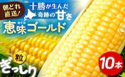 【先行予約】北海道 朝もぎ とうもろこし 10本（恵味ゴールド）【8月上旬以降発送】《足寄町》【党崎農場】トウモロコシ とうもろこし 甘い 野菜 採れたて野菜 新鮮 農家 おすすめ 北海道土産 ゴールド gold レンチン 北海道産 あしょろ 北海道 [BEAA003]