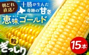 【先行予約】北海道 朝もぎ とうもろこし 15本（恵味ゴールド）【8月上旬以降発送】《足寄町》【党崎農場】トウモロコシ とうもろこし 甘い 野菜 採れたて野菜 新鮮 農家 おすすめ 北海道土産 ゴールド gold レンチン 北海道産 あしょろ 北海道 [BEAA004]