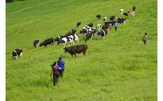 【4名様】 北海道十勝 牧場暮らし・チーズ造り 体験ツアー《足寄町》【株式会社クナウパブリッシング】 [BEAY012]