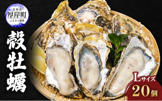 厚岸産 殻牡蠣 Lサイズ 20個 セットカキ 牡蠣 魚介類 送料無料 新鮮 濃厚 大粒 マルえもん メルマガ掲載商品2 