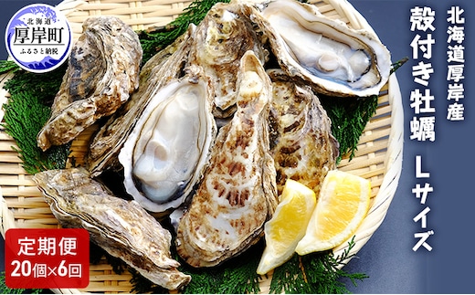 6ヶ月 定期便 厚岸産 殻付き 牡蠣 Ｌサイズ 20個入 (各回20個×6ヶ月分,合計120個) カキナイフ付き 加熱容器付き 魚貝類 生牡蠣 かき 殻付き牡蠣 マルえもん 6カ月 6回 半年 