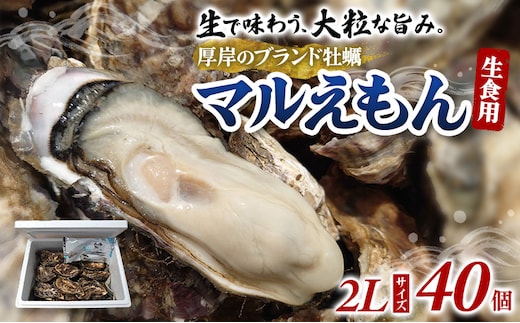 牡蠣 厚岸のブランド牡蠣 マルえもん 2Lサイズ 40個 生食用 魚貝類 海鮮 海のミルク 国産 生食用殻付き牡蠣 まろやか クリーミー 食べやすい品種 海の香り 牡蠣の酒蒸し 焼き牡蠣 マルえもん