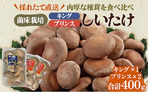 北海道産 厚岸町 上尾幌 菌床栽培 キングしいたけ 1パック プリンスしいたけ 2パック 