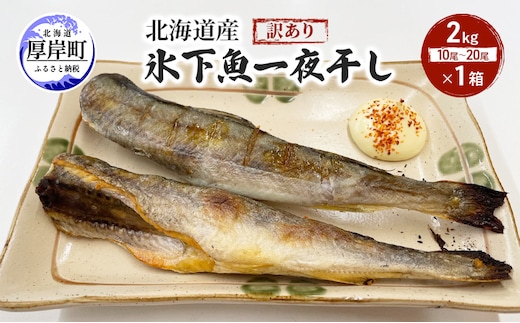 北海道産 訳あり 氷下魚 一夜干し 2kg こまい コマイ 魚 魚介類 白身魚 干物 ひもの 北海道 厚岸町
