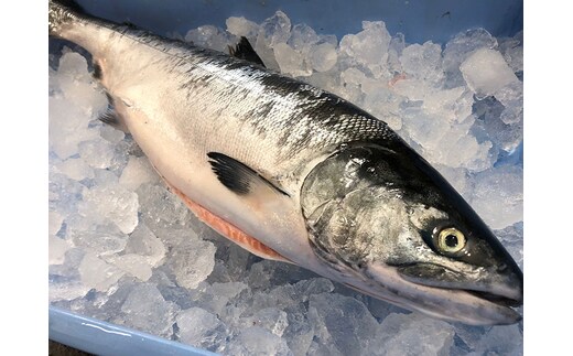北海道 厚岸産 生時しらず 1本 1.5kg前後 [ 鮭 サケ 時鮭 時サケ 魚 産地直送 ]