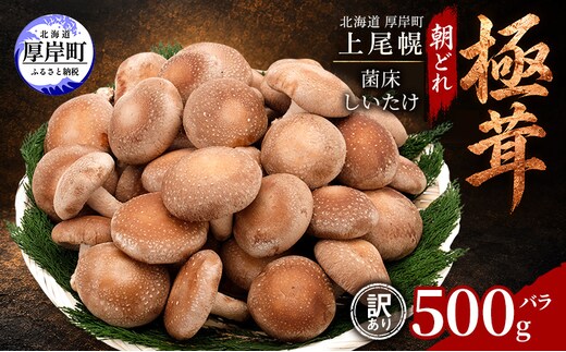 訳あり 椎茸 北海道 厚岸町 上尾幌 朝どれ 菌床 しいたけ 「極茸」 バラ 500g 【上尾幌きのこ生産協同組合】[ きのこ キノコ 新鮮 肉厚 国産 品評会で金賞受賞 ]