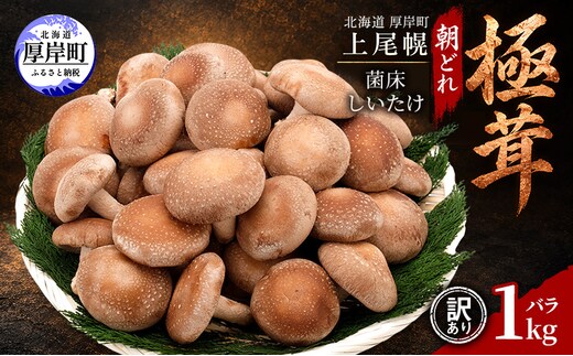 訳あり 椎茸 北海道 厚岸町 上尾幌 朝どれ 菌床 しいたけ 「極茸」 バラ 1kg 【上尾幌きのこ生産協同組合】[ きのこ キノコ 新鮮 肉厚 国産 品評会で金賞受賞 ]