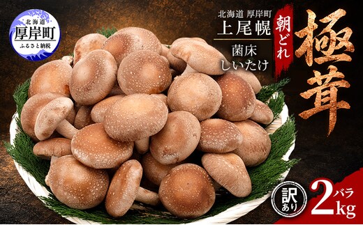 訳あり 椎茸 北海道 厚岸町 上尾幌 朝どれ 菌床 しいたけ 「極茸」 バラ 2kg 【上尾幌きのこ生産協同組合】[ きのこ キノコ 新鮮 肉厚 国産 品評会で金賞受賞 ]