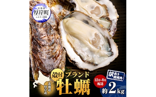 訳あり ハーフ 規格外 牡蠣 北海道厚岸産 殻付カキ 約2kg（11～25個）カキナイフ付 生食 魚貝類 生牡蠣 かき 生カキ カキフライ マルえもん いびつな形 四季によって違う味わい コクがあり濃厚