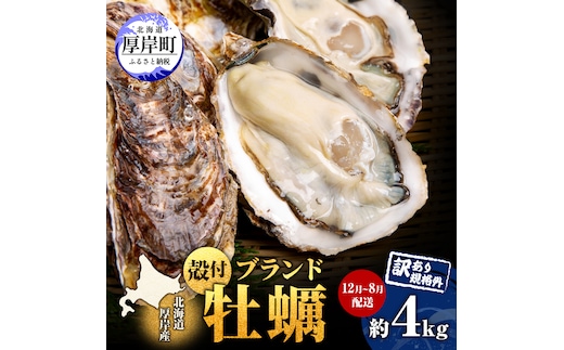 訳あり 牡蠣 北海道厚岸産 殻付カキ 約4kg (25～50個) カキナイフ付 生食 生牡蠣 貝付き牡蠣 貝 海鮮 魚介類 殻付き牡蠣 マルえもん