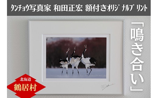 北海道鶴居村 タンチョウ写真家 和田正宏 額付きオリジナルプリント「鳴き合い」(サイン入り)