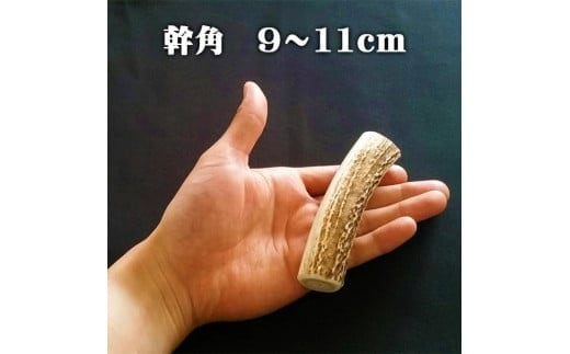 えぞ鹿カット角【約10cm×3本】※トリーツ