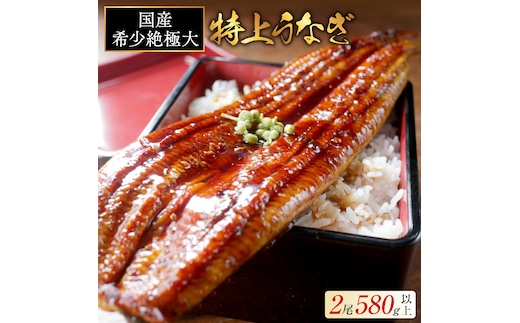 国産 希少 超極大 特上うなぎ(290g×2尾)
