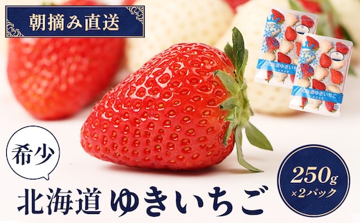 【12月以降、随時発送！】【北海道産】ゆきいちご（ゆきぼたん/すず）赤白MIX×2Pセット 250g×2 計500g 苺 白いちご 一季成りイチゴ 希少 ギフト お取り寄せ ふるさと納税 北海道 中標津【5900301】