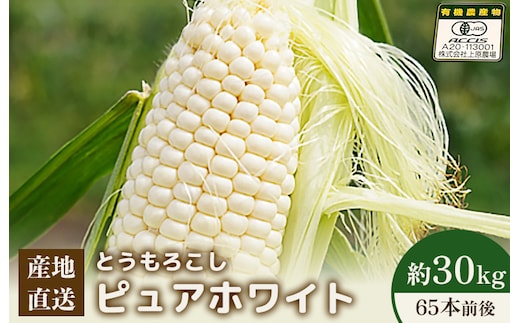 【2026年度発送分】上原農場直送 とうもろこし (ピュアホワイト) 約30kg 約65本前後【66018】