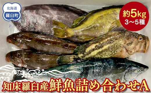 知床羅臼産 鮮魚詰め合わせA 約5kg 魚 さかな 旬の魚 鮮魚 羅臼町 北海道 生産者 支援 応援