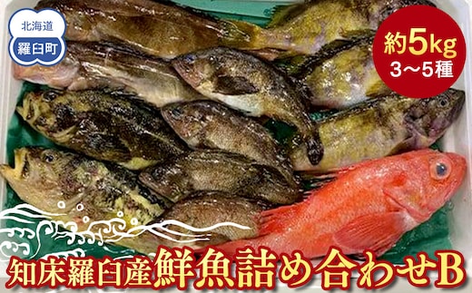 知床羅臼産 鮮魚詰め合わせB 約5kg 魚 さかな 旬の魚 鮮魚 羅臼町 北海道 生産者 支援 応援