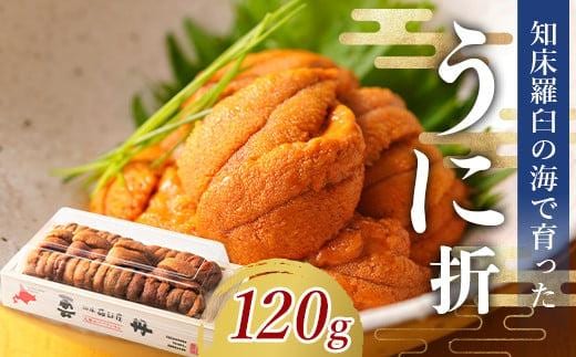 【先行/2026年1月より発送】知床羅臼町産 折ウニ 中 120g×1 北海道知床羅臼産 天然 エゾバフンうに 雲丹 おかず ご飯のお供