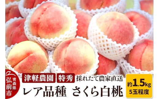 【26年9月発送】もも【2026年産 レア品種 さくら白桃】特秀 約1.5kg 5玉程度 津軽農園 採れたて 農家直送 [おいしい ピーチ フルーツ もも 果実 果物 青森 津軽 桃 白桃 美味]