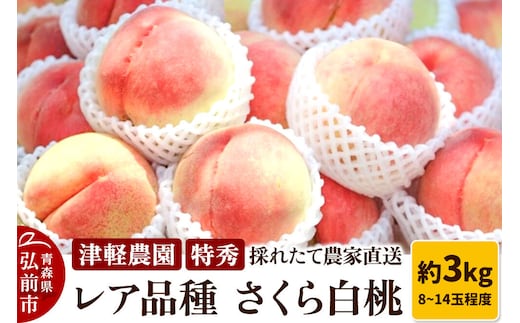 【26年9月発送】もも【2026年産 レア品種 さくら白桃】特秀 約3kg 8～14玉程度 津軽農園 採れたて 農家直送 [おいしい ピーチ フルーツ もも 果実 果物 青森 津軽 桃 白桃 美味]