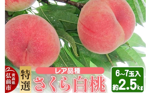 【26年9月発送】もも レア品種 さくら白桃【特選】約2.5kg 6玉～7玉入り [青森産 白桃 桃 もも ピーチ フルーツ 果実 果物 美味 おいしい 青森県 弘前市 ME BEYOND]