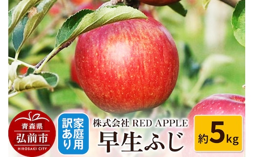 【26年10月発送】りんご【訳あり】家庭用 早生ふじ 約5kg 先行受付 [アップル おいしい ふじ りんご 果実 果物 赤色 早生 美味 林檎]